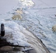 Three Polar bears approach the starboard bow of the Los Angeles-class fast attack submarine USS Honolulu (SSN 718) while surfaced 280 miles from the North Pole. Three Polar bears approach the starboard bow of the Los Angeles-class fast attack submarine USS Honolulu (SSN 718) while surfaced 280 miles from the North Pole.